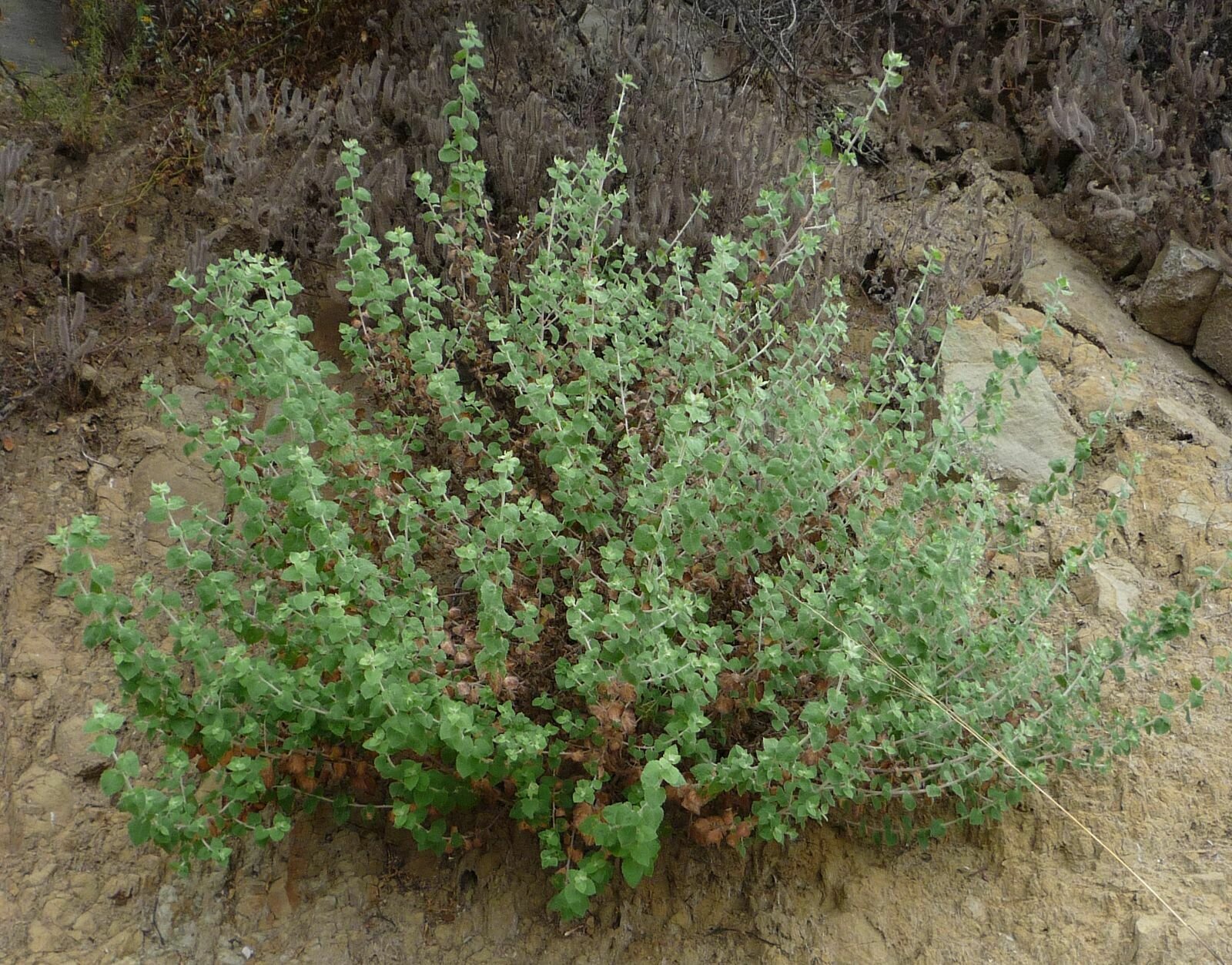 High Resolution Marrubium vulgare Plant